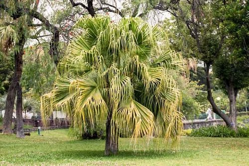 Most Cold Tolerant Palm Trees
