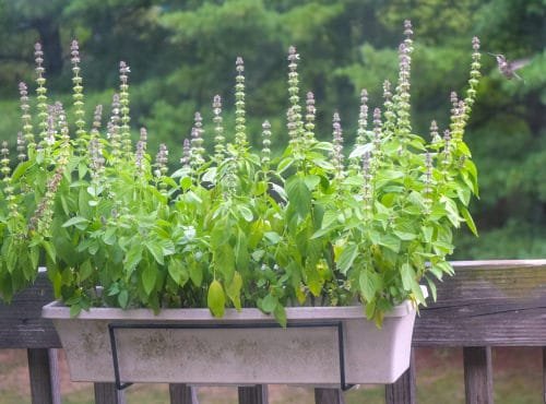 Fast Growing Herbs You Can Grow From Seeds in balcony
