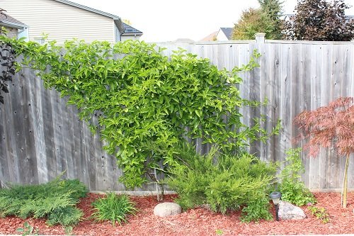 Best Plants to Cover a Fence 44