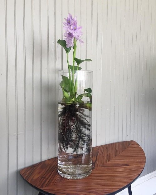 Water Flowers that Grow in Containers and Vases