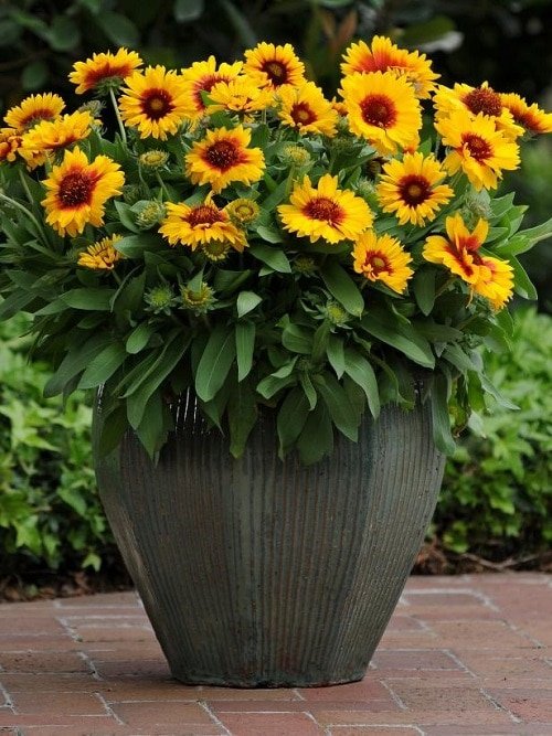 Flowers That Look Like Sunflower 10