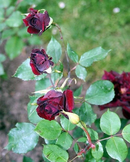 Types of Black Roses 9