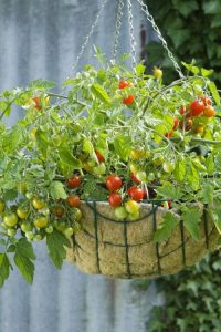 11 Best Tomato Varieties for Hanging Baskets | Balcony Garden Web