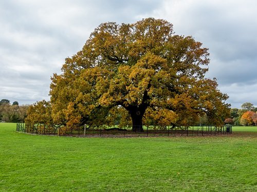 Types of Oak Trees 3