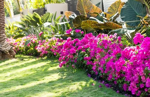 Cold Hardy Tropical Plants-Bougainvillea