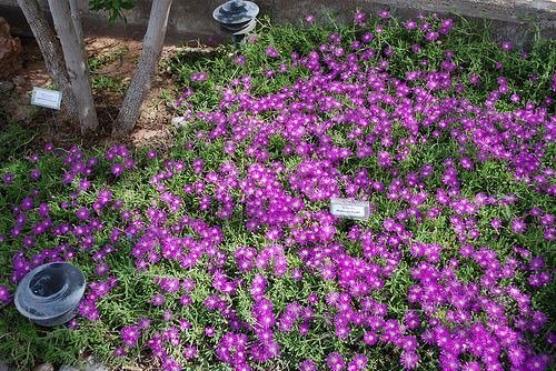 Groundcovers With Purple Flowers 8