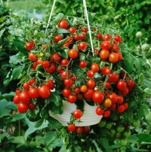 11 Best Tomato Varieties for Hanging Baskets | Balcony Garden Web