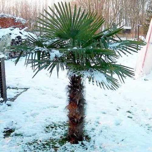 Most Cold Tolerant Palm Trees 9