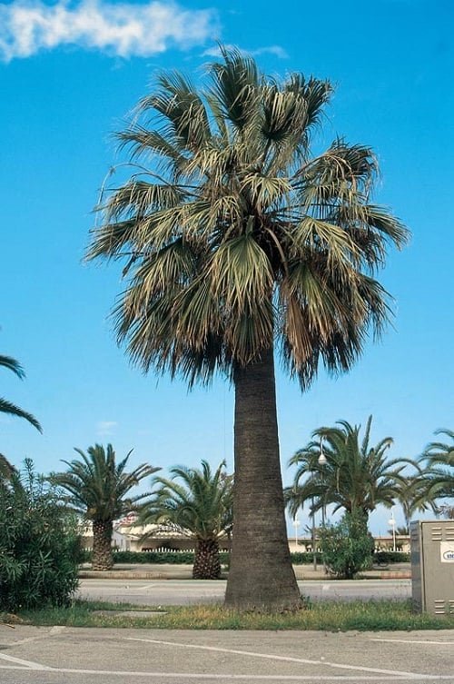 Most Cold Tolerant Palm Trees 15