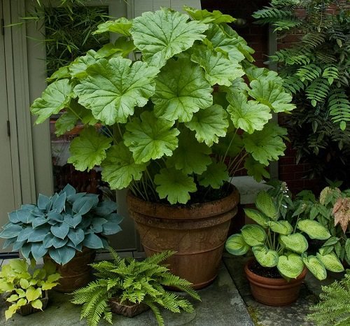 Cold Hardy Tropical Plants-Umerlla Plant