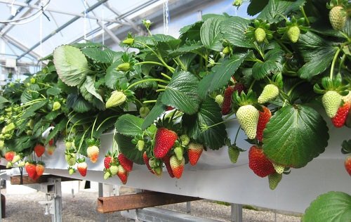 Ways to Grow Strawberries 5