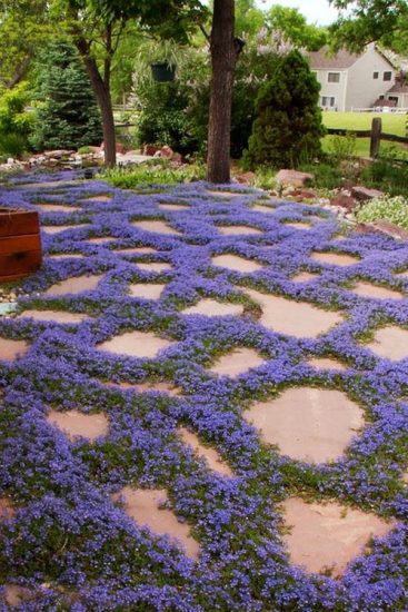 22 Best Groundcovers With Purple Flowers | Balcony Garden Web