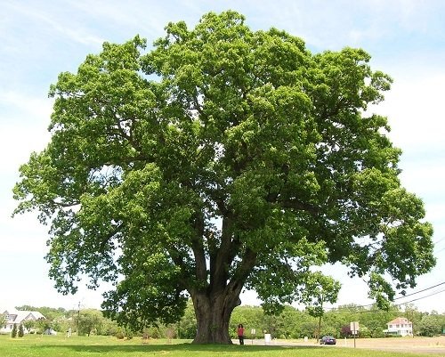 Types of Oak Trees 5