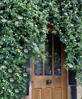 20 Best Perennial Vines To Decorate Your Home | Balcony Web Garden