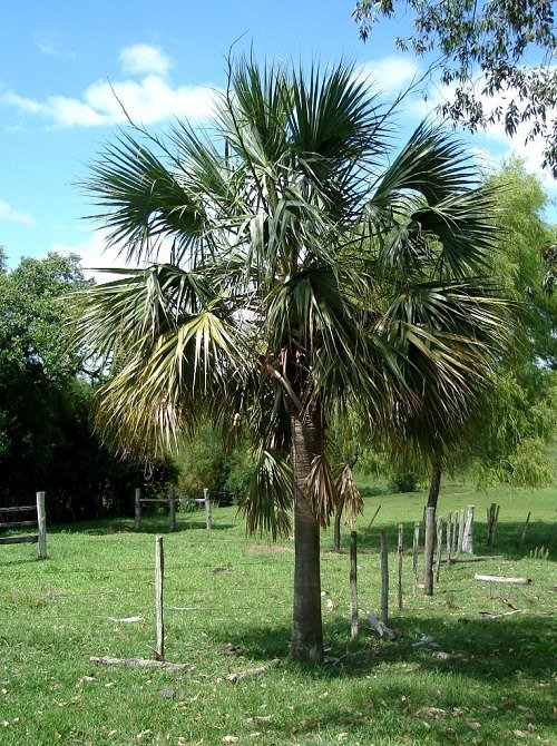 Most Cold Tolerant Palm Trees 20