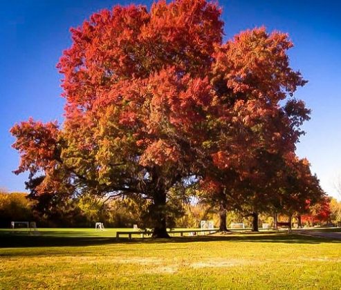 50 Best Types of Oak Trees | Different Oak Tree Varieties