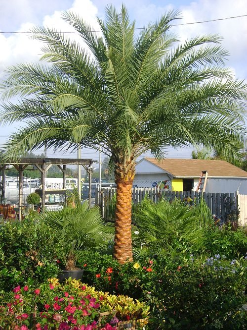 Most Cold Tolerant Palm Trees 25