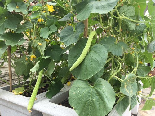 Growing Armenian Cucumbers in Containers