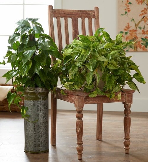 How to Grow Pothos Faster