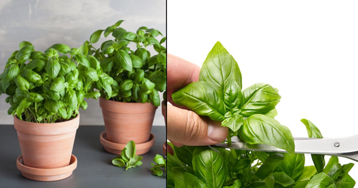 2 Minutes Basil Pruning Tips to Make it Lush Productive