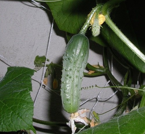 Pickling Cucumber Varieties