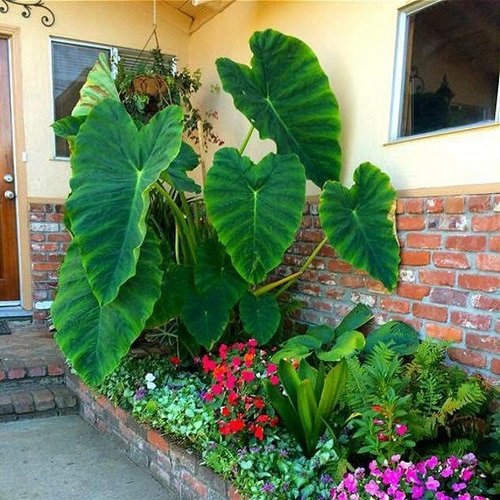 Cold Hardy Tropical Plants-Colocasia