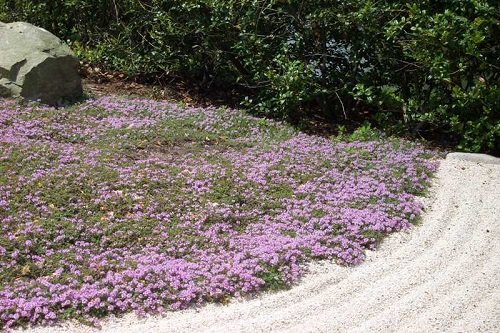 Walkable Ground Covers 3