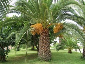 21 Most Cold Tolerant Palm Trees | Balcony Garden Web