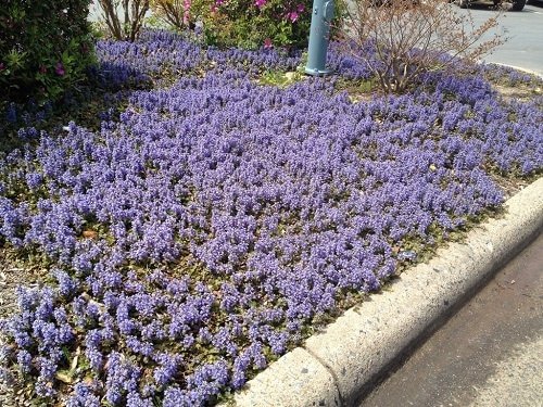 Groundcovers With Purple Flowers 13