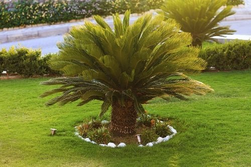 Most Cold Tolerant Palm Trees 74