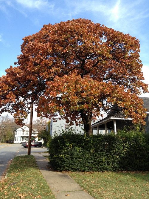 Types of Oak Trees 9