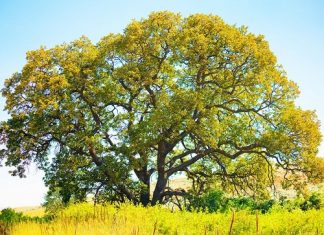 50 Best Types of Oak Trees | Different Oak Tree Varieties