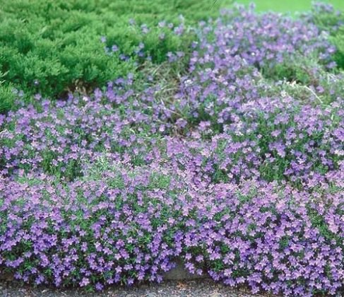 22 Best Groundcovers With Purple Flowers | Balcony Garden Web