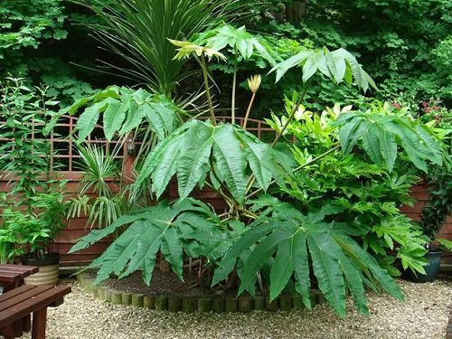 Cold Hardy Tropical Plants- Rice paper plants