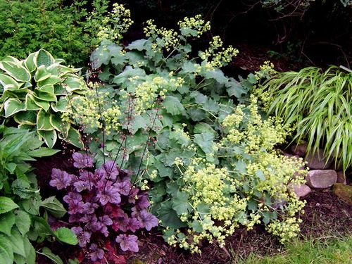 Cold Hardy Tropical Plants- Coral Bells in Garden