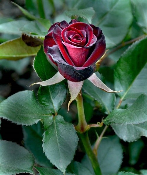 beautiful black and red roses