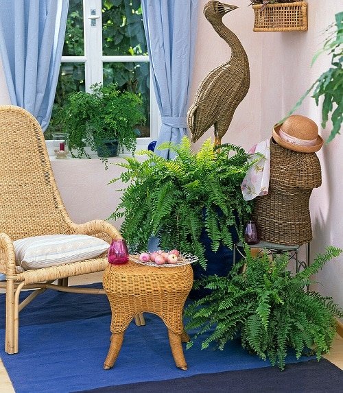 Houseplants to Keep Your House Cool During Summer