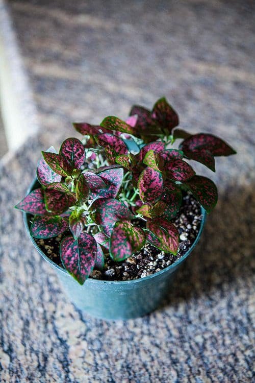 Different Types of Polka Dot Plant Varieties 2
