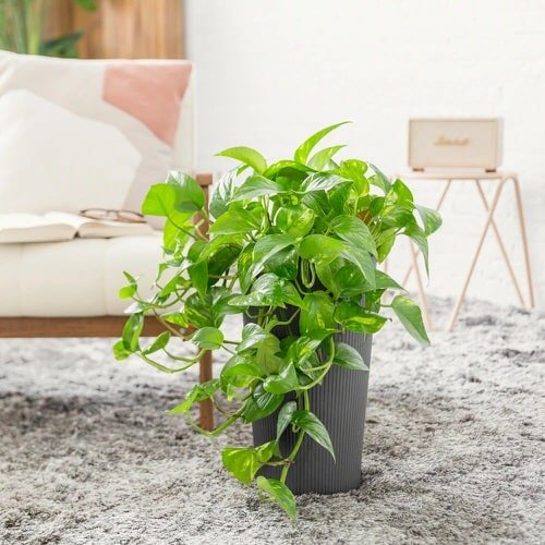 How to Grow Pothos Faster 2