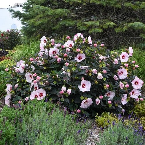 Cold Hardy Tropical Plants-Hibiscus