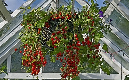 Best Tomato Varieties for Hanging Baskets 2
