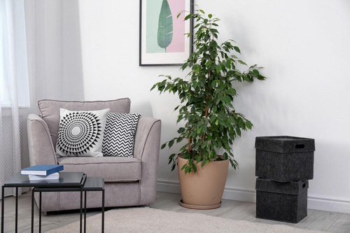 Houseplants to Keep Your House Cool During Summer 9