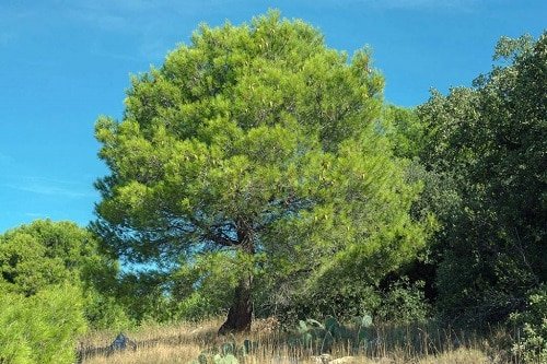 Types of Oak Trees 11