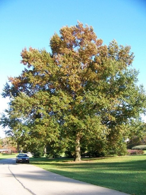 Types of Oak Trees 12