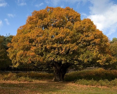 Types of Oak Trees 13