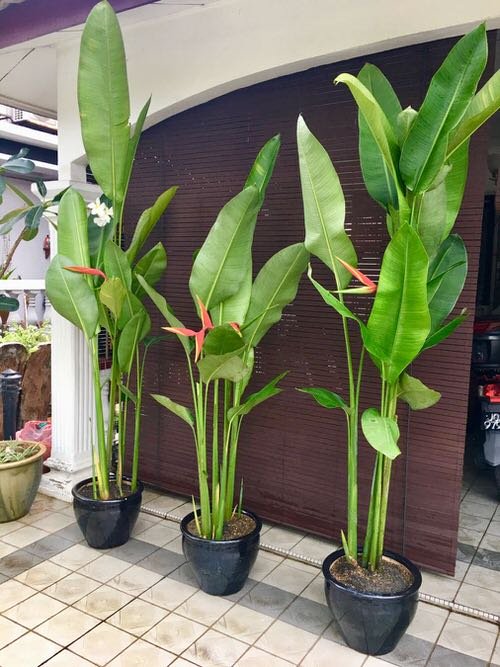 Indoor Plants that Look like Banana Tree 2