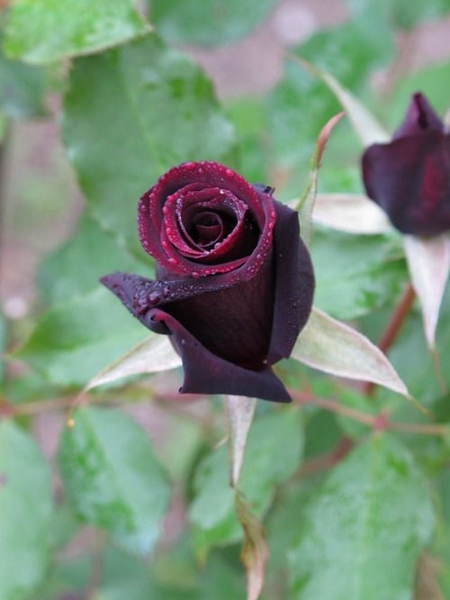Types of Black Roses 3