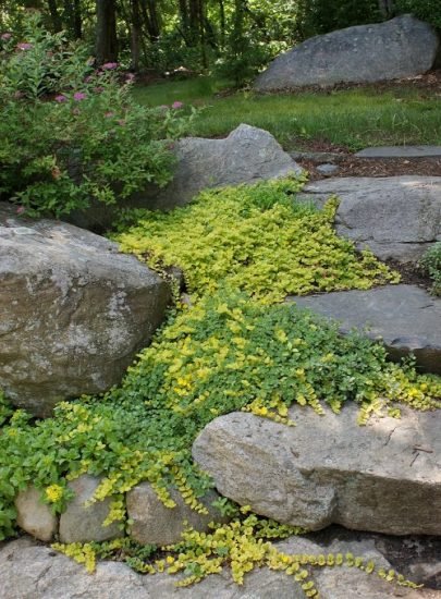21 Best Walkable Ground Covers