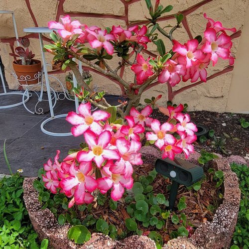 Drought Tolerant Plants that Grow In Lack of Water 2