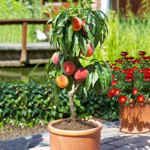 Best Cold Tolerant Fruit Trees 5